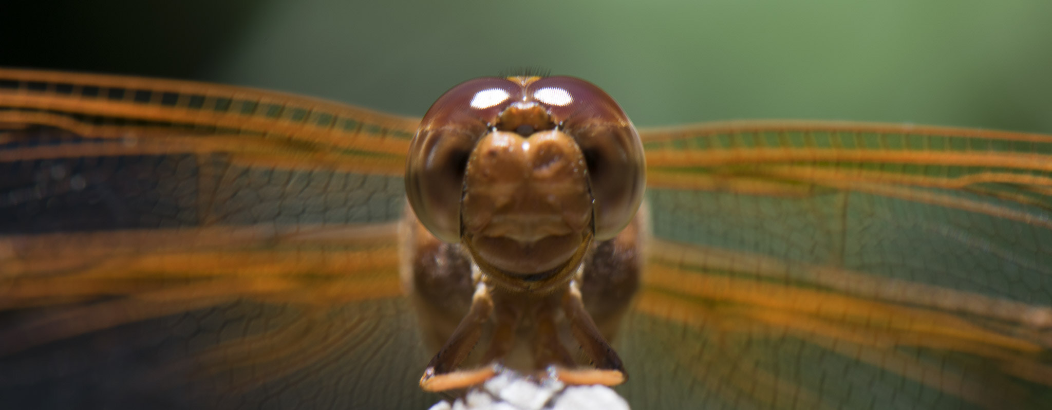 Nikon AF-S DX Micro-Nikkor 85mm F3.5G ED VR sample photo. Dragonfly 1 photography