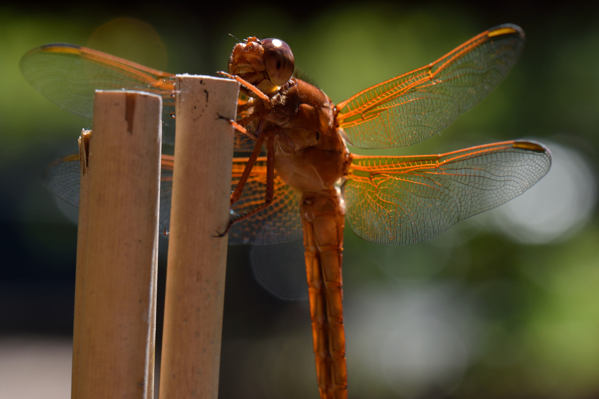 Nikon AF-S DX Micro-Nikkor 85mm F3.5G ED VR sample photo. Dragonfly 2 photography