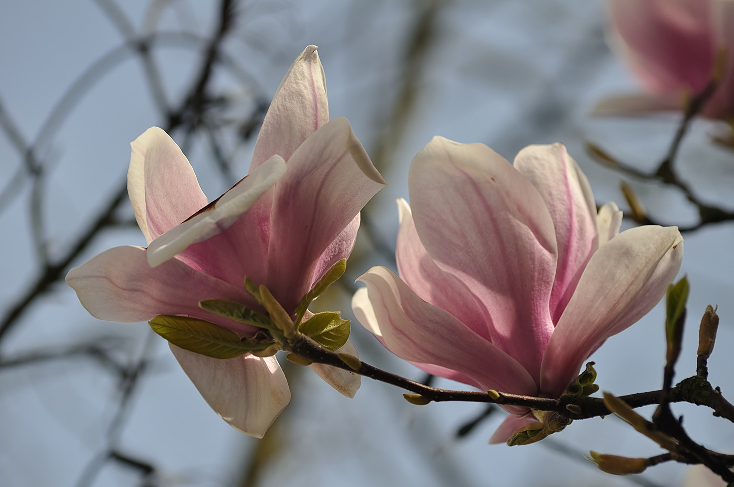 Sigma 70-300mm F4-5.6 APO DG Macro sample photo. 31.03.2017. photography