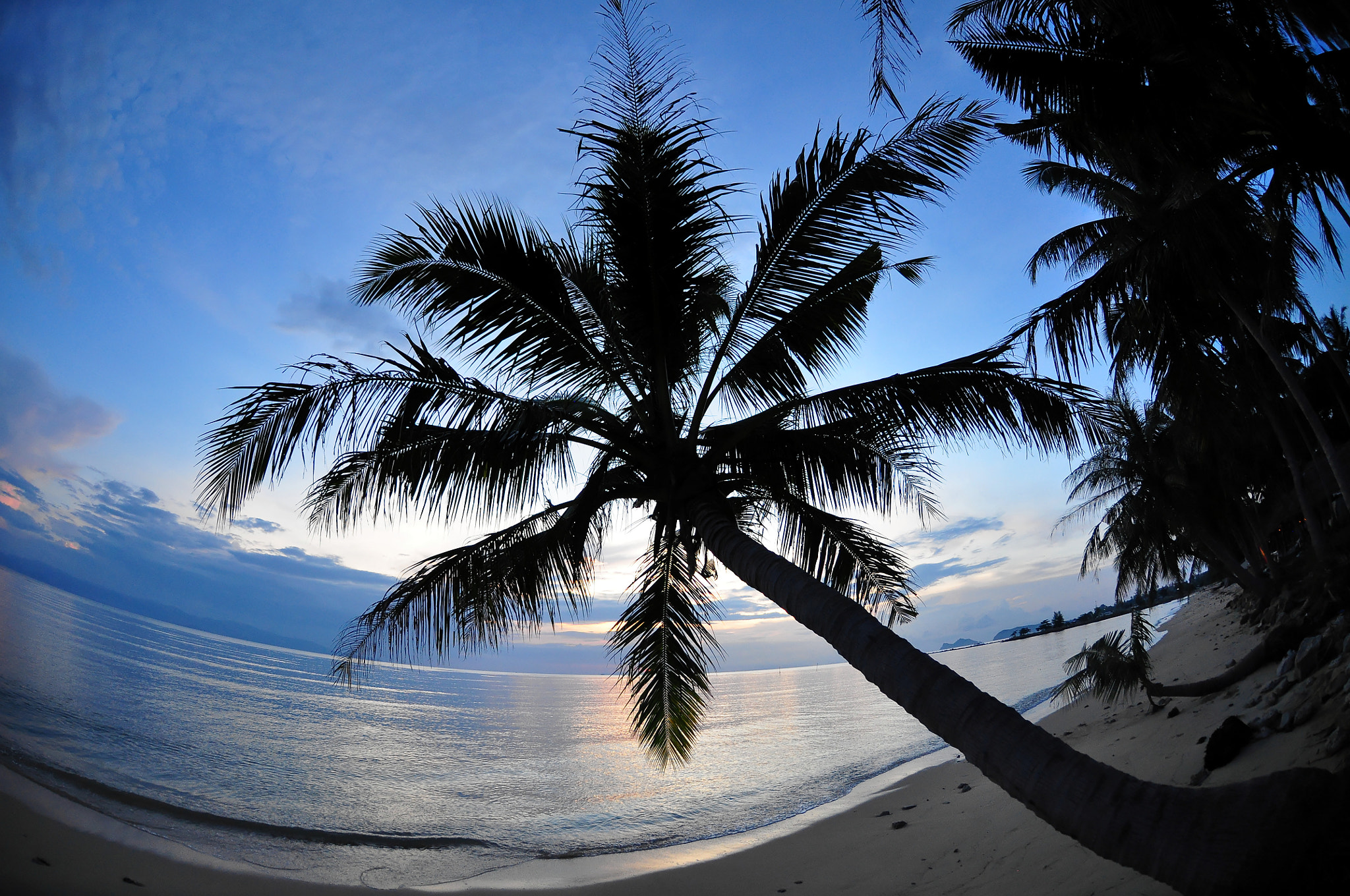 Nikon D90 + Nikon AF DX Fisheye-Nikkor 10.5mm F2.8G ED sample photo. Palm tree sunset photography