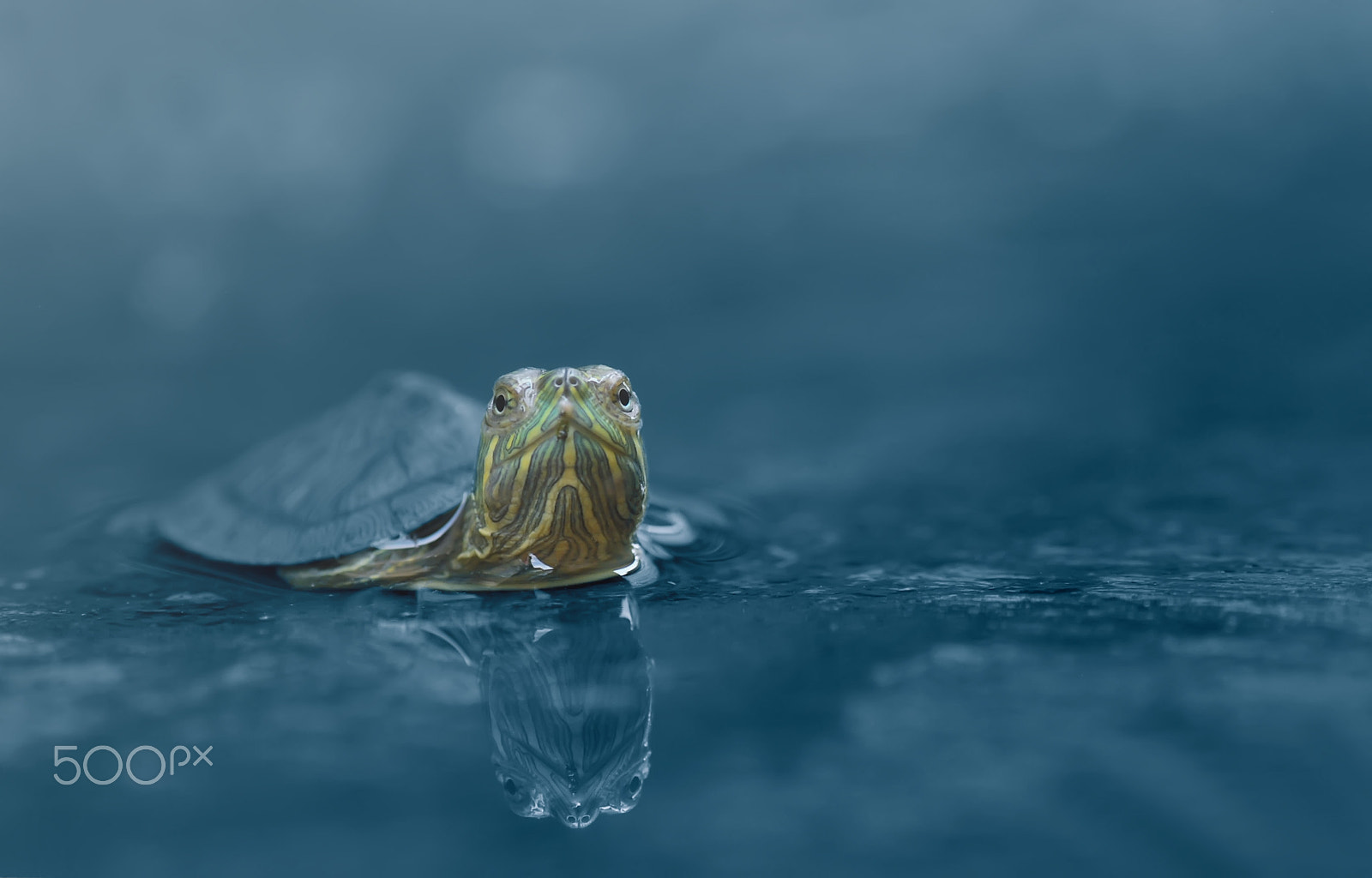Nikon D60 sample photo. Turtle,tortoise photography