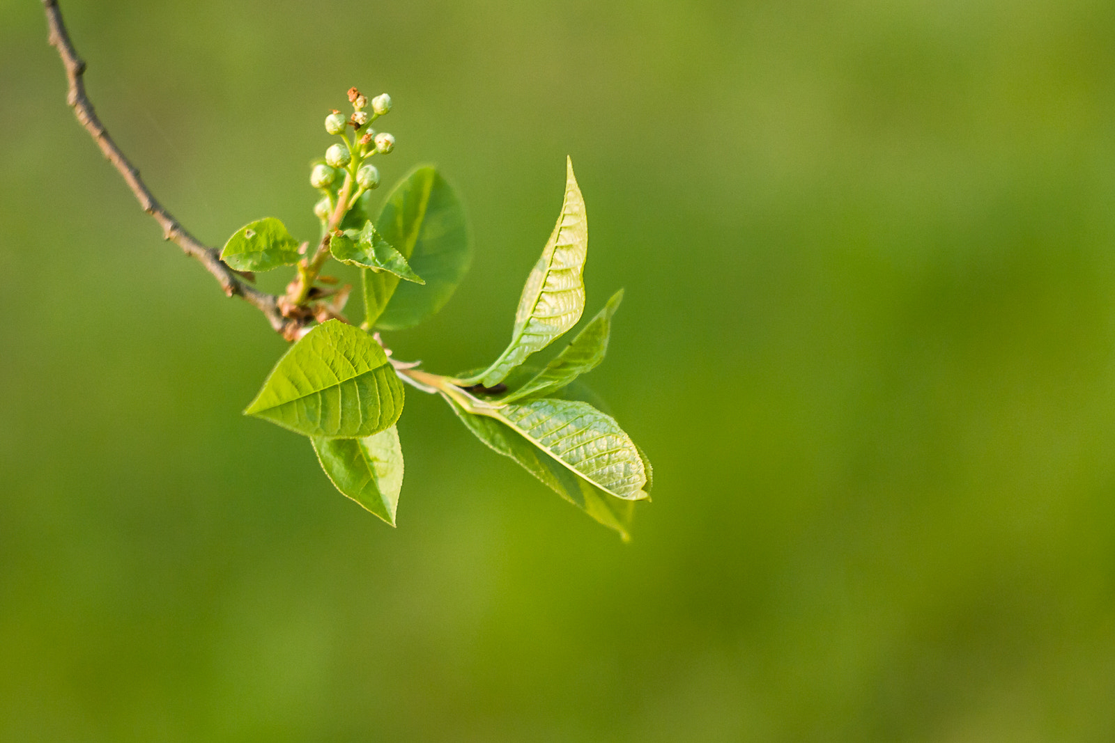 Canon EF 35-80mm f/4-5.6 sample photo. * photography