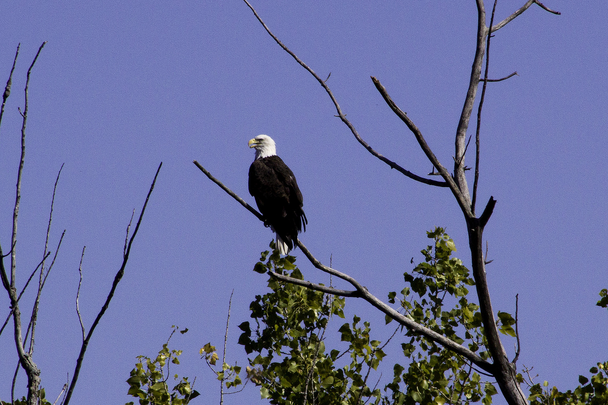 Canon EOS 1200D (EOS Rebel T5 / EOS Kiss X70 / EOS Hi) + EF75-300mm f/4-5.6 sample photo. Eagle photography