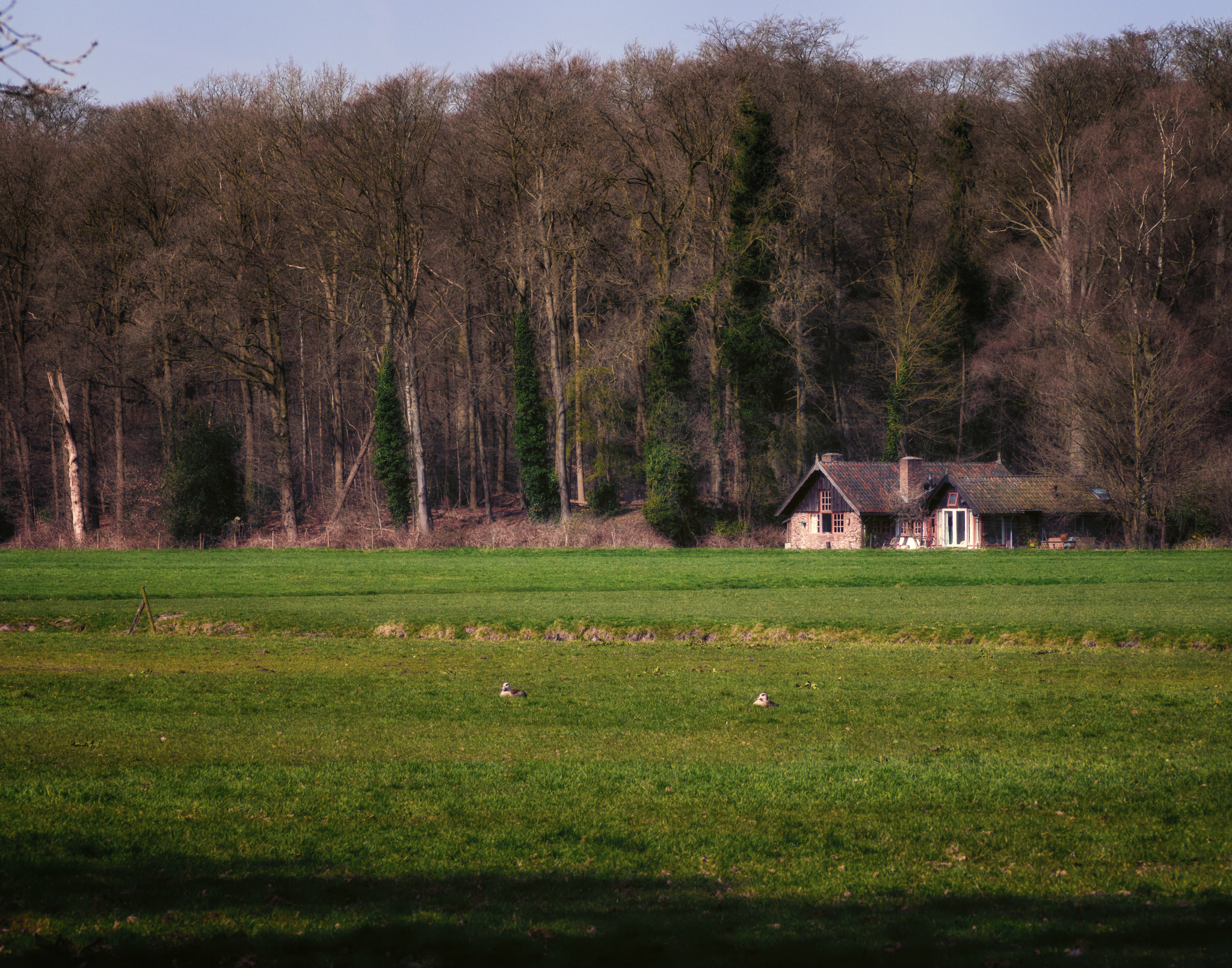 Olympus OM-D E-M10 + Panasonic Lumix G Vario 45-200mm F4-5.6 OIS sample photo. Small cottages in the woods near hilversum photography