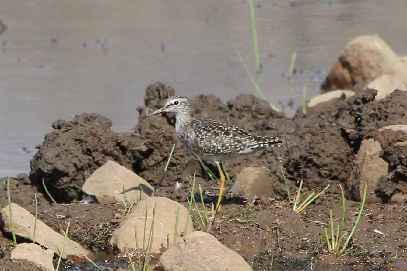 Canon EF 70-300mm F4-5.6 IS USM sample photo. Wood sandpiper photography