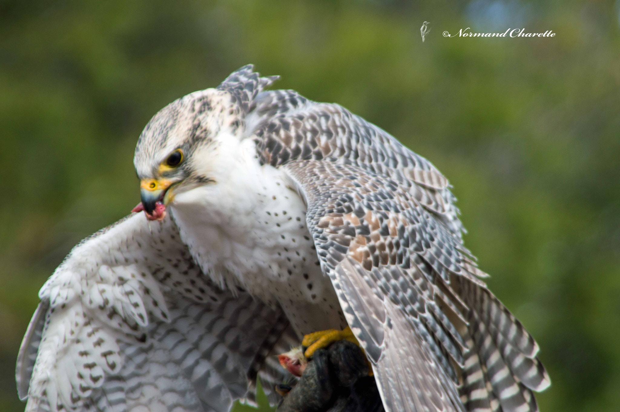 Nikon D3200 sample photo. Feeding photography