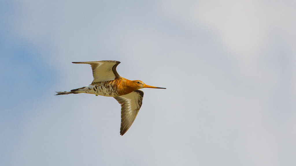 Nikon D7100 + Nikon AF-S Nikkor 300mm F4D ED-IF sample photo. Godwit photography