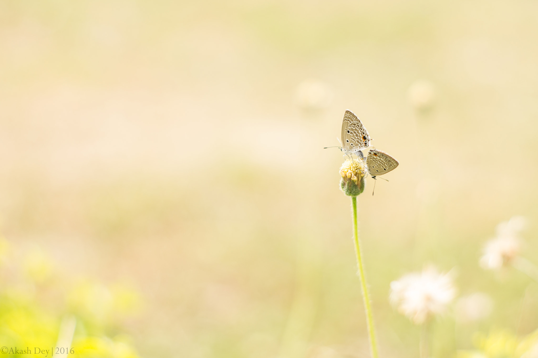 Sony SLT-A58 + Minolta AF 50mm F1.7 sample photo. Butterfly mating photography