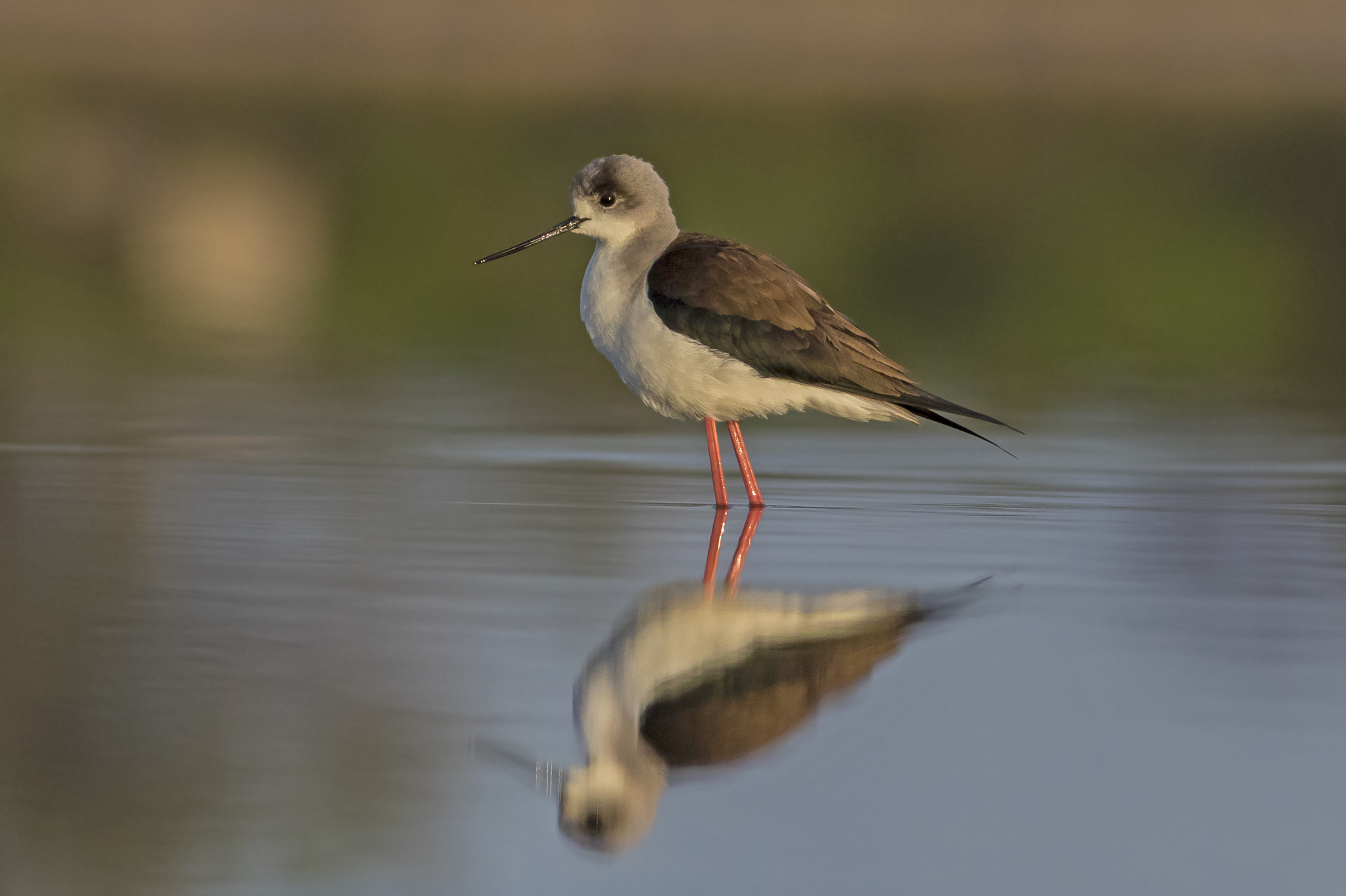 Canon EF 400mm F5.6L USM sample photo. Imgl photography