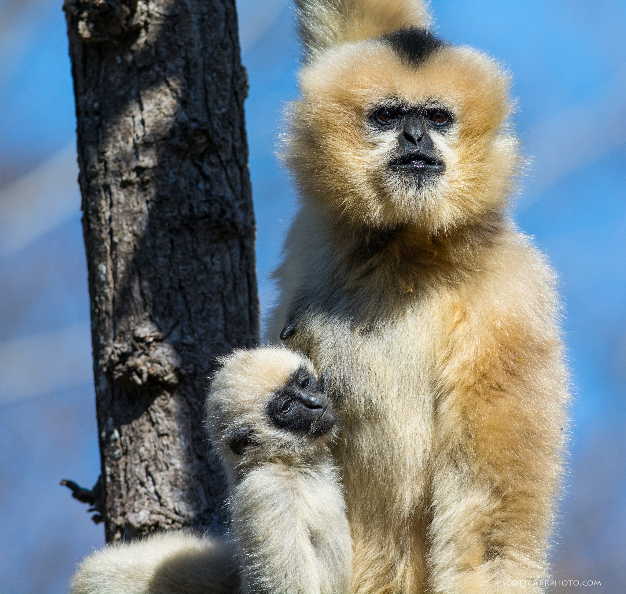 AF-S Nikkor 300mm f/2.8D IF-ED II sample photo. Family tree photography