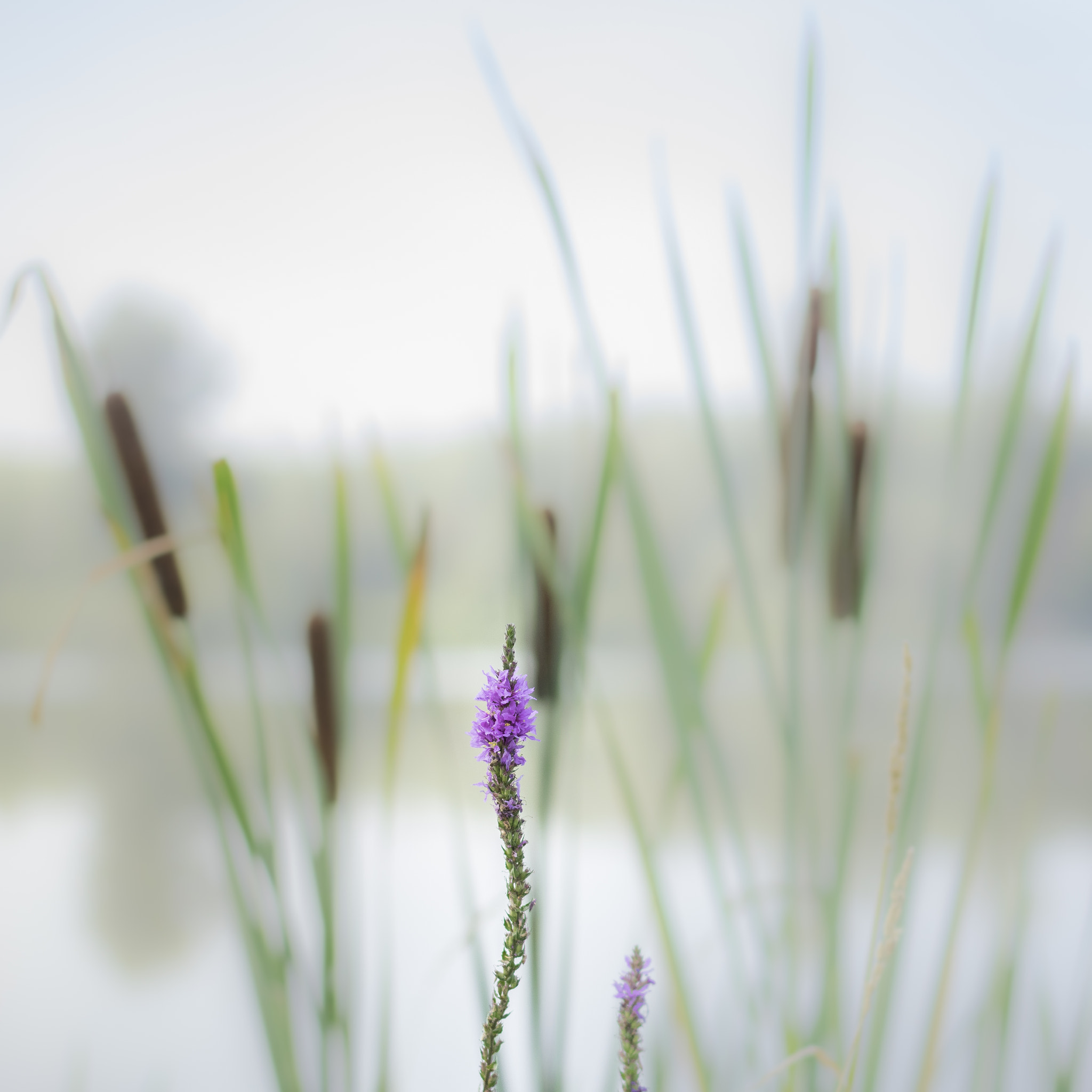 Sony a7R + Sony Sonnar T* FE 55mm F1.8 ZA sample photo. Altenwörth photography