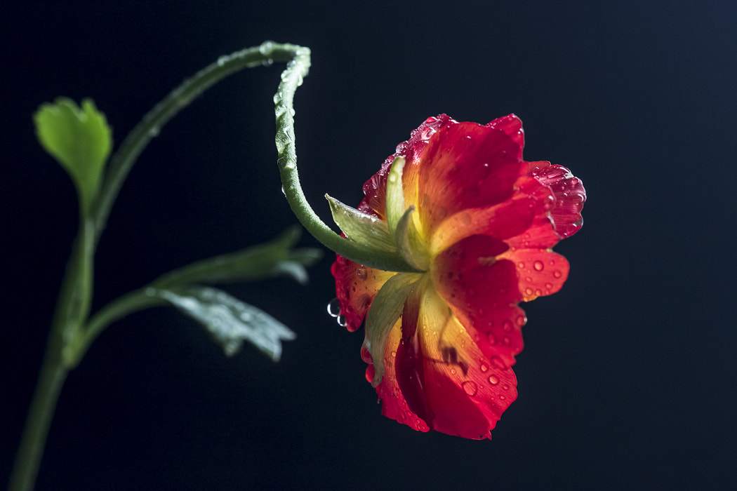 Canon EF 100mm F2.8 Macro USM sample photo. Red (ranunkulus - лютик) photography