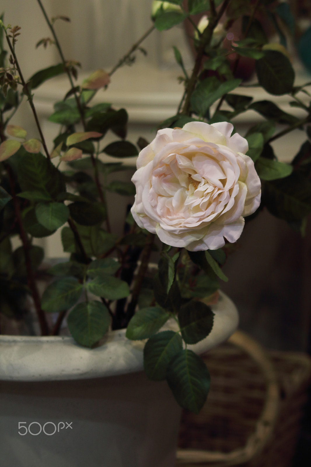 Canon EOS 1300D (EOS Rebel T6 / EOS Kiss X80) sample photo. White rose photography