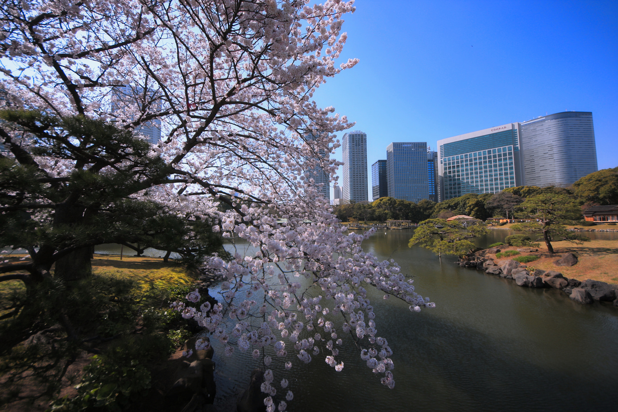 Canon EOS 40D + Sigma 8-16mm F4.5-5.6 DC HSM sample photo. Cherry blossoms　浜離宮恩賜庭園 photography