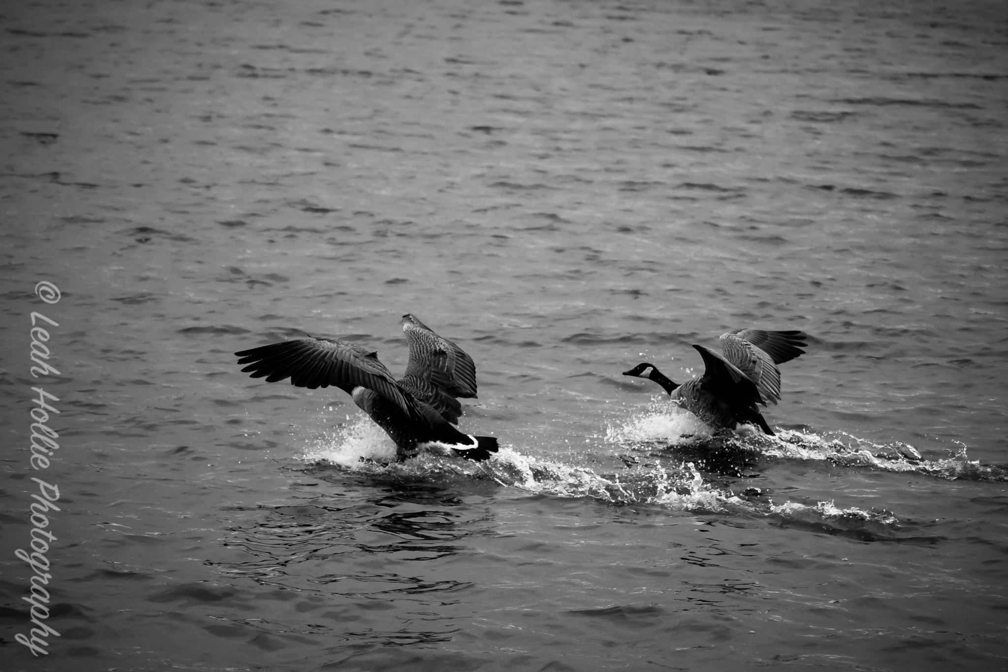 Nikon D3300 + Sigma 70-300mm F4-5.6 APO DG Macro sample photo. Canada geese landing photography