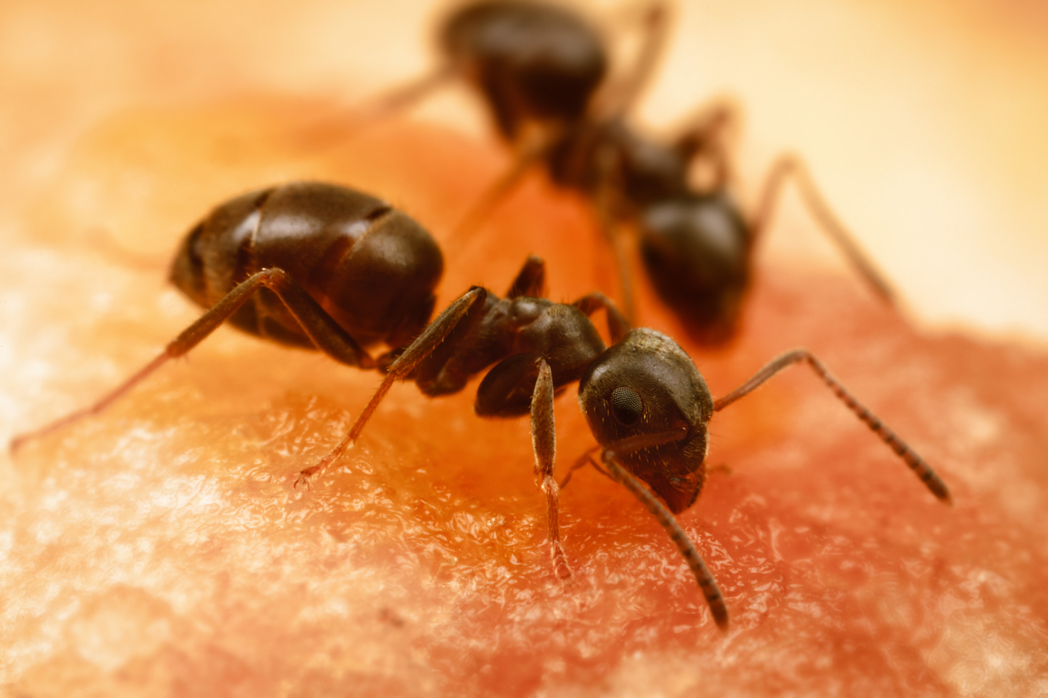 Canon EOS 5D Mark II + Canon MP-E 65mm F2.5 1-5x Macro Photo sample photo. The black garden ant photography