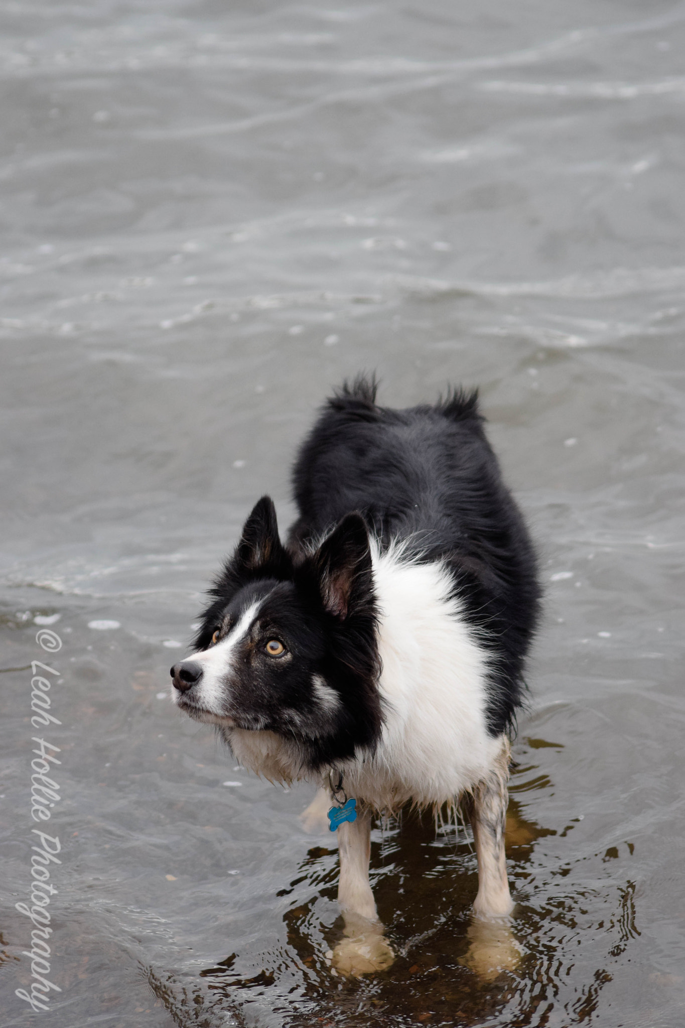 Sigma 70-300mm F4-5.6 APO DG Macro sample photo. Border collie photography