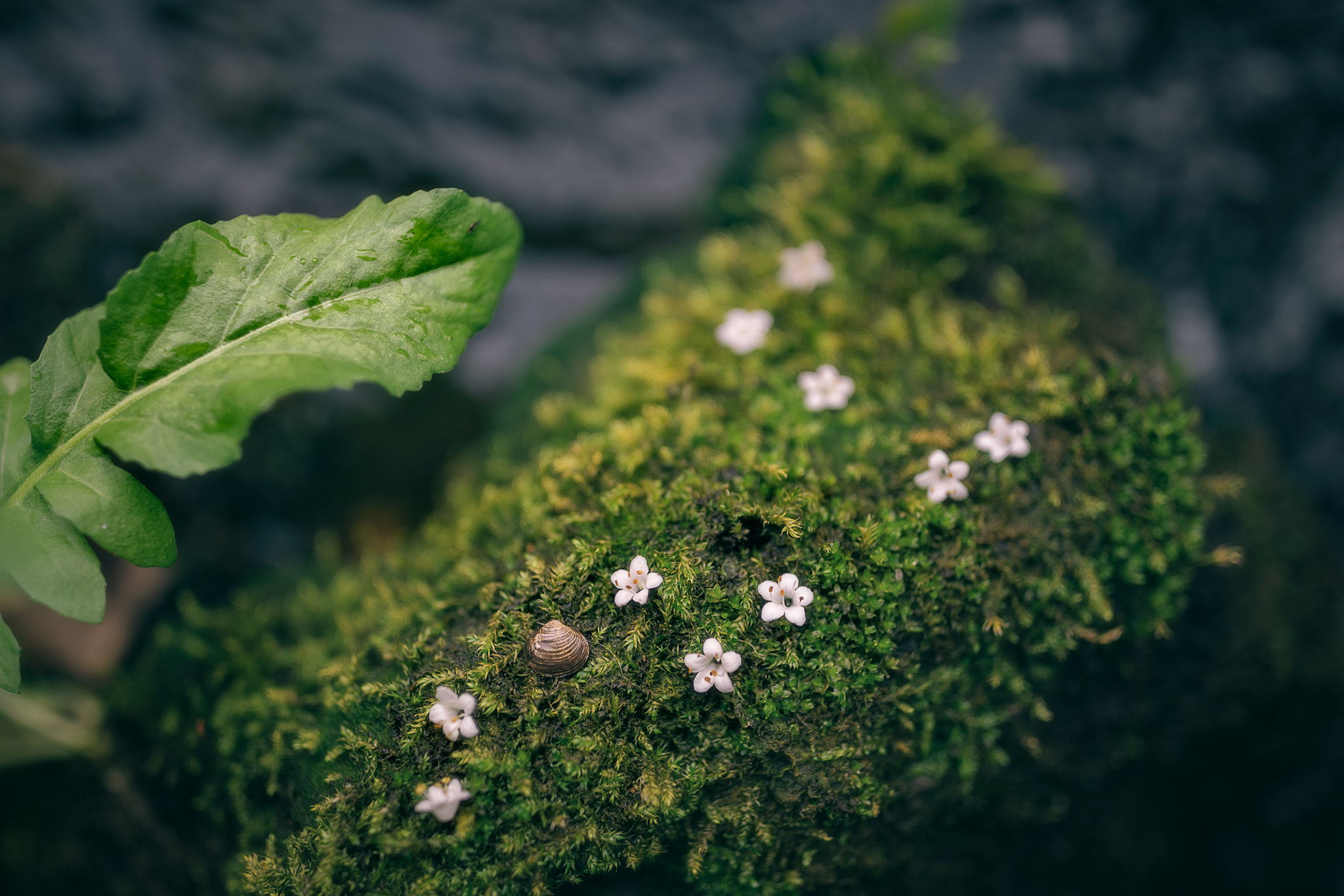 Canon EF 35mm F1.4L II USM sample photo. Shell photography