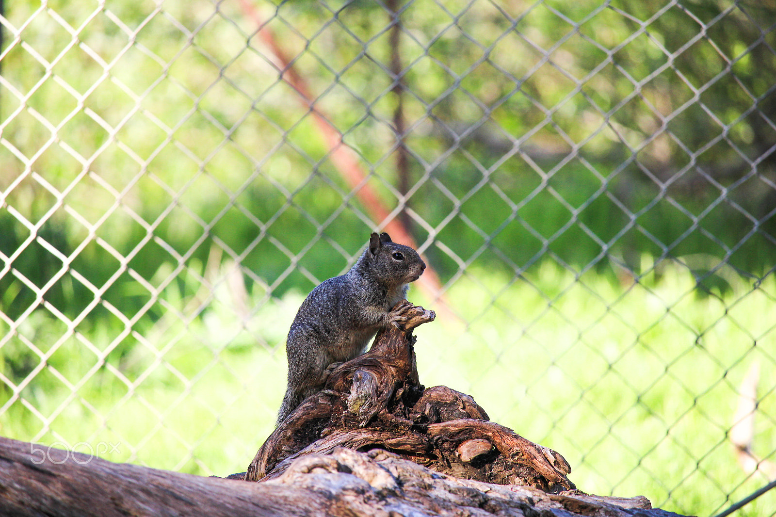 Canon EOS 100D (EOS Rebel SL1 / EOS Kiss X7) sample photo. You looking at me! photography