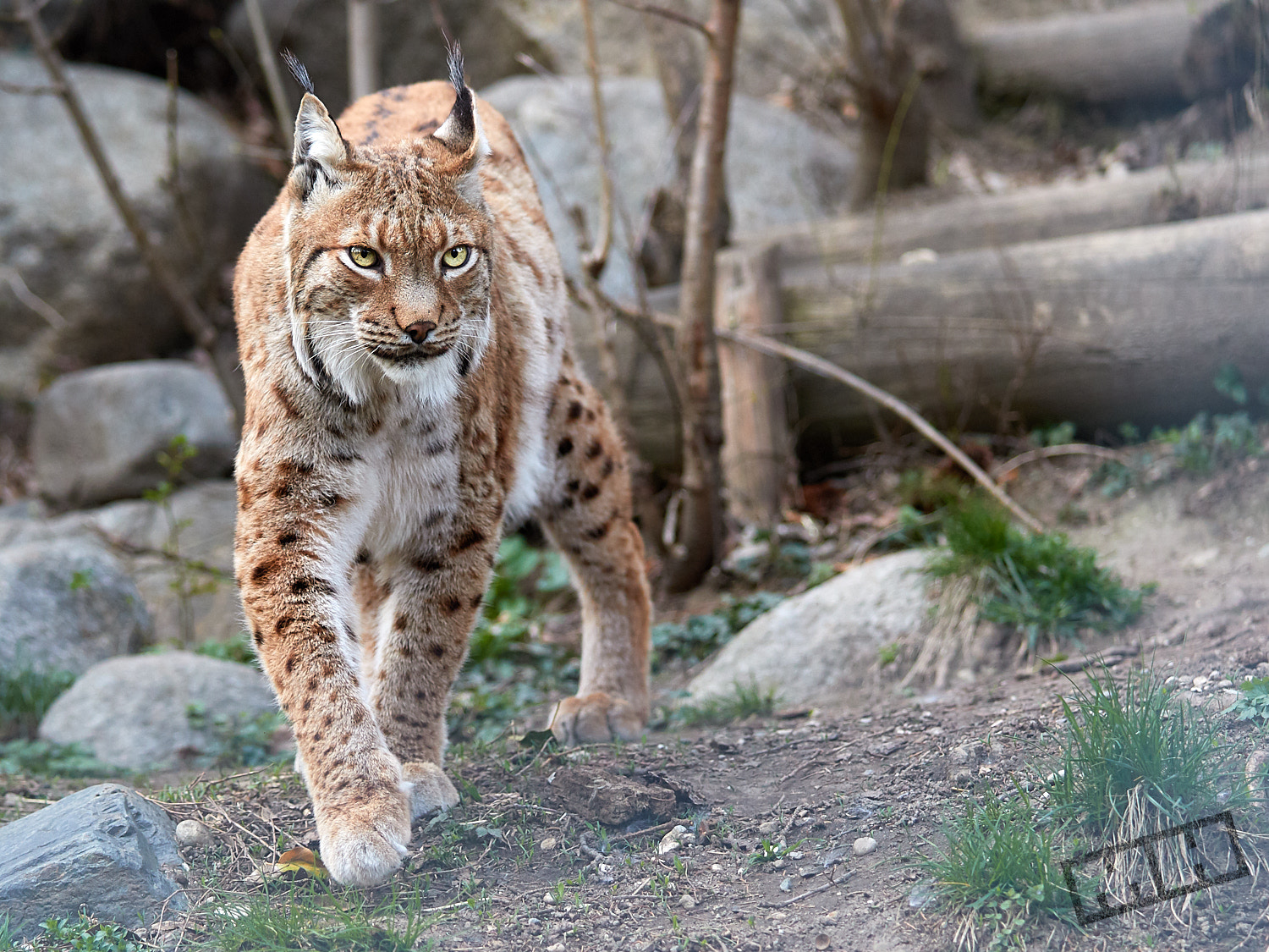 Canon EF 70-200mm F2.8L IS II USM sample photo. Lynx photography