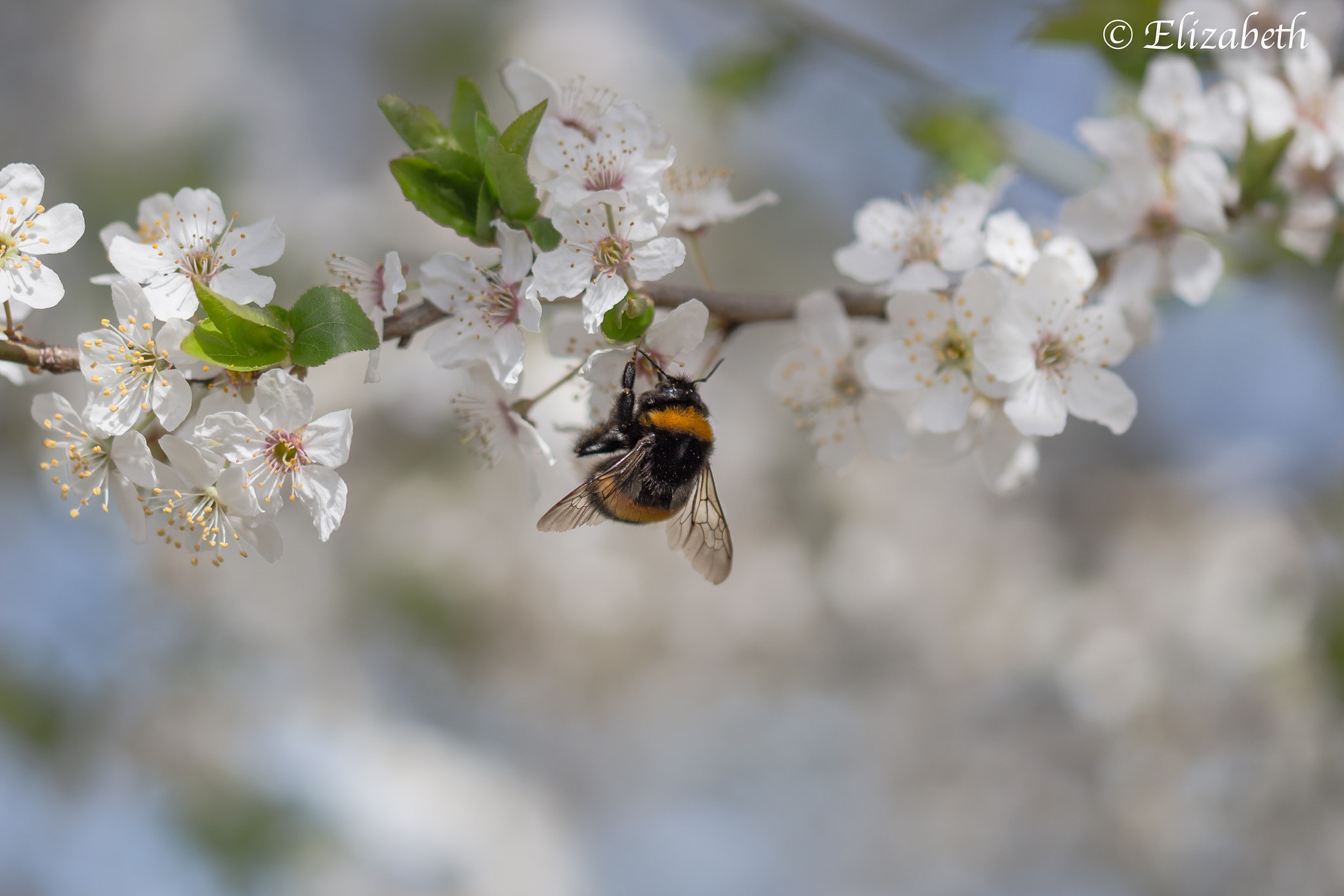 Canon EOS 100D (EOS Rebel SL1 / EOS Kiss X7) sample photo. In the blossom  photography