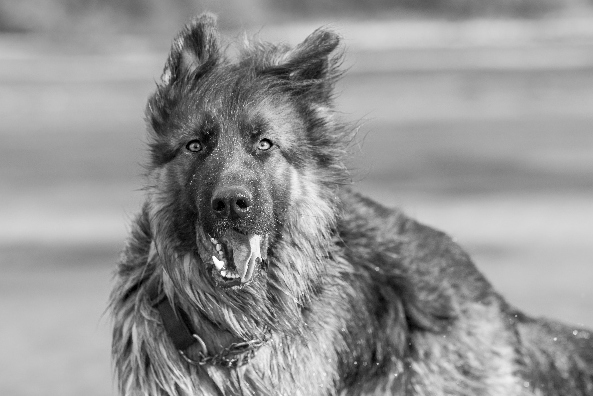 Canon EF 70-200mm F2.8L IS II USM sample photo. Wet dogs photography