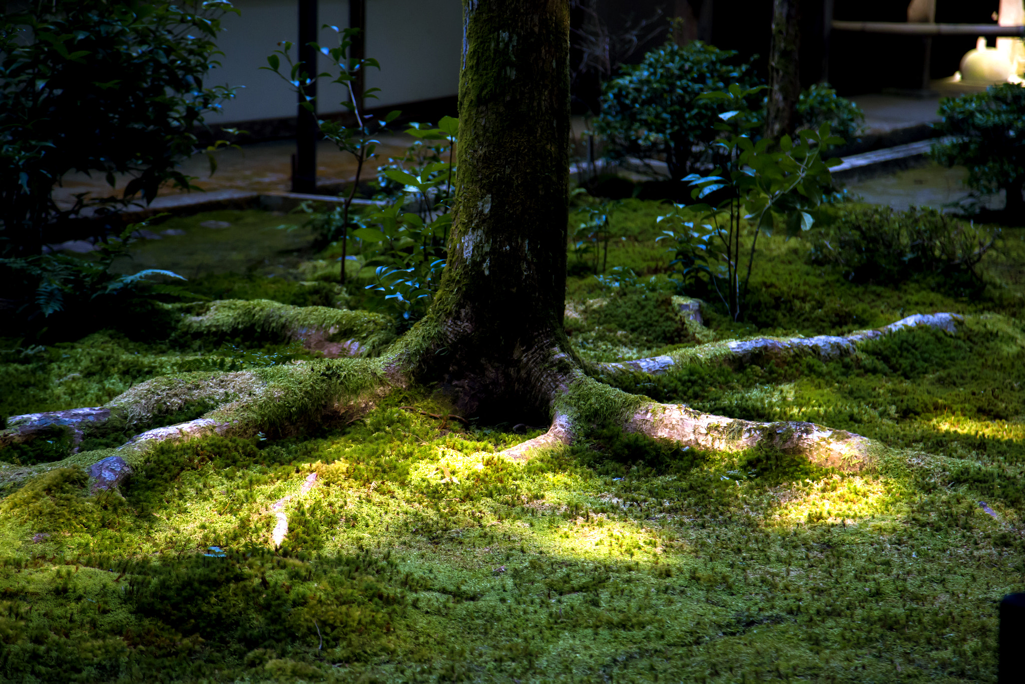 Canon EOS-1D X sample photo. 地表を掴む photography