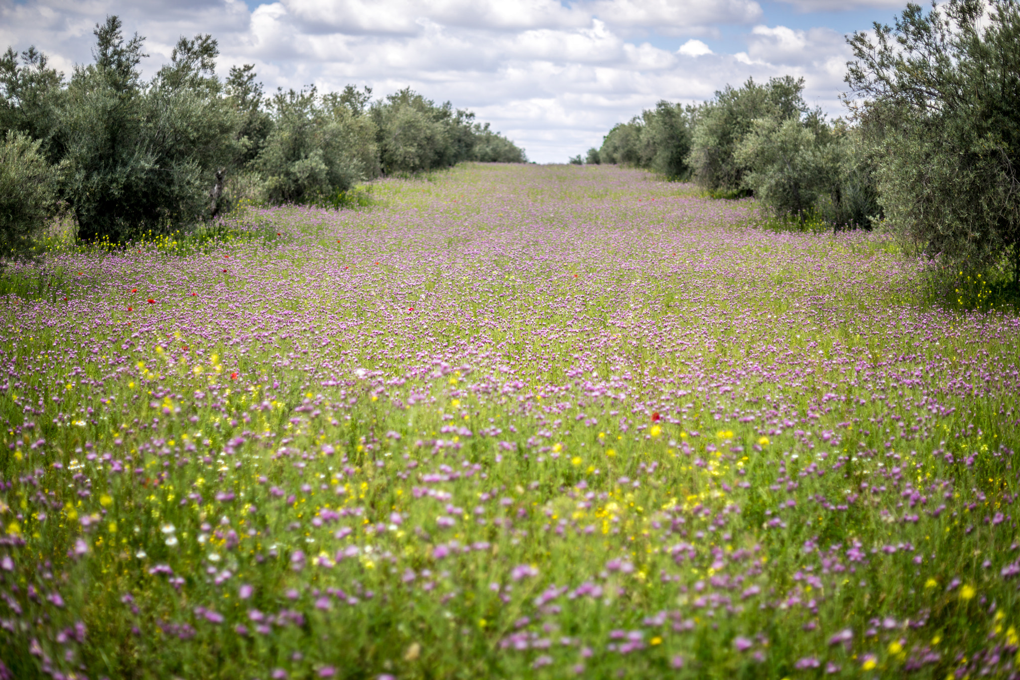 Sony a7R + Sony 50mm F1.4 sample photo. Campo de olivos photography