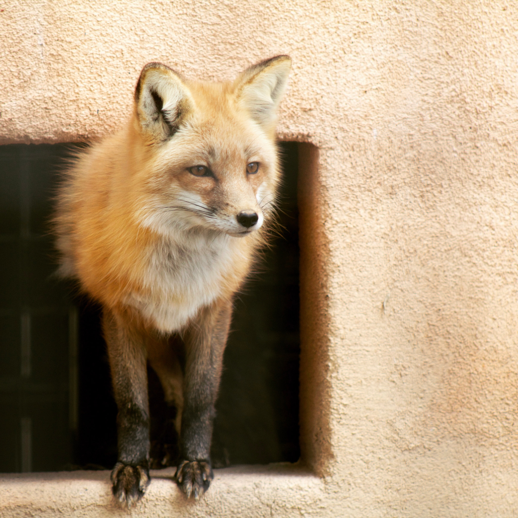 Canon EOS 1200D (EOS Rebel T5 / EOS Kiss X70 / EOS Hi) + EF75-300mm f/4-5.6 sample photo. Mr. fox photography