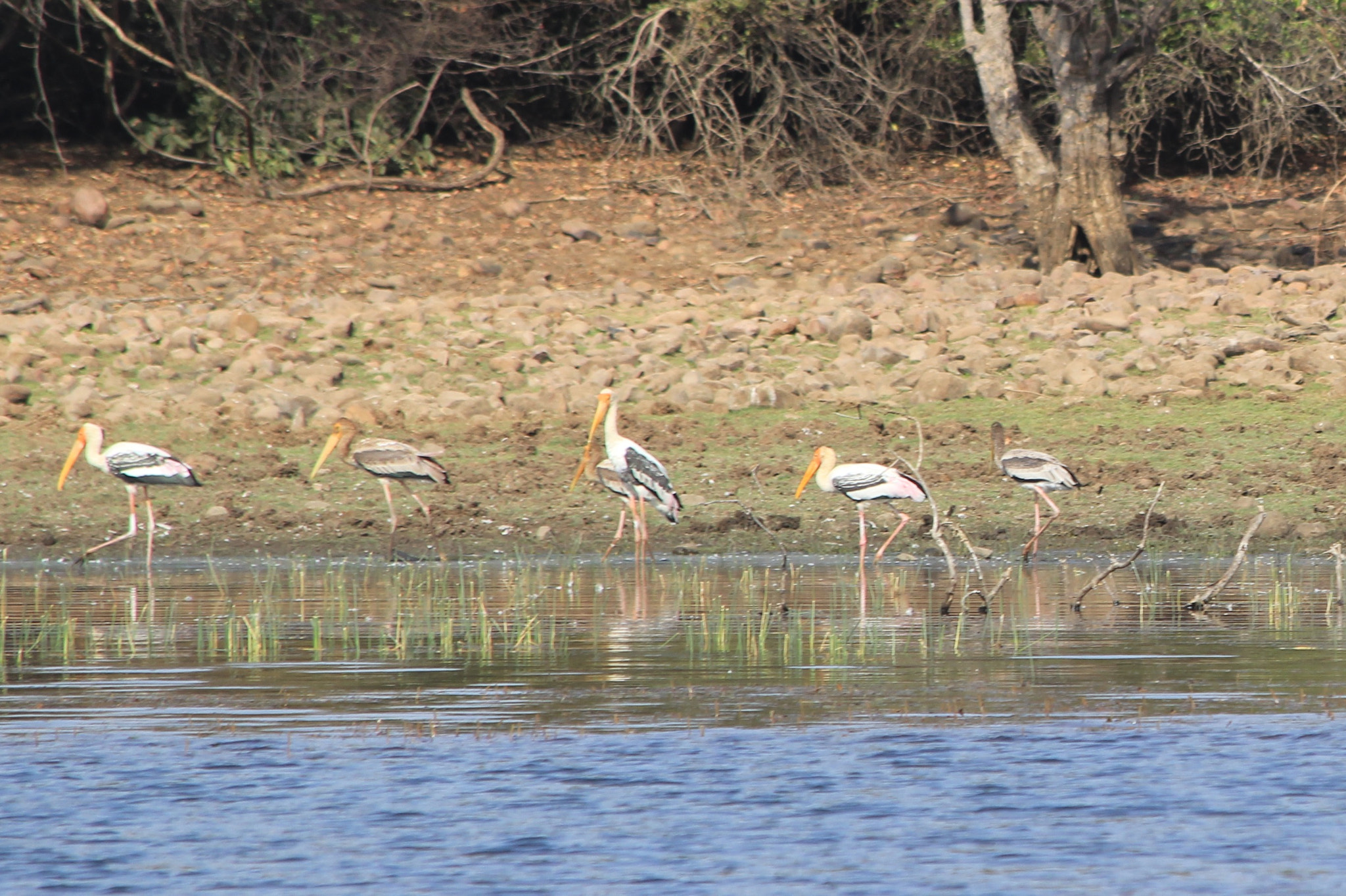 Canon EF 70-300mm F4-5.6 IS USM sample photo. Adult and juvenile painted stork photography