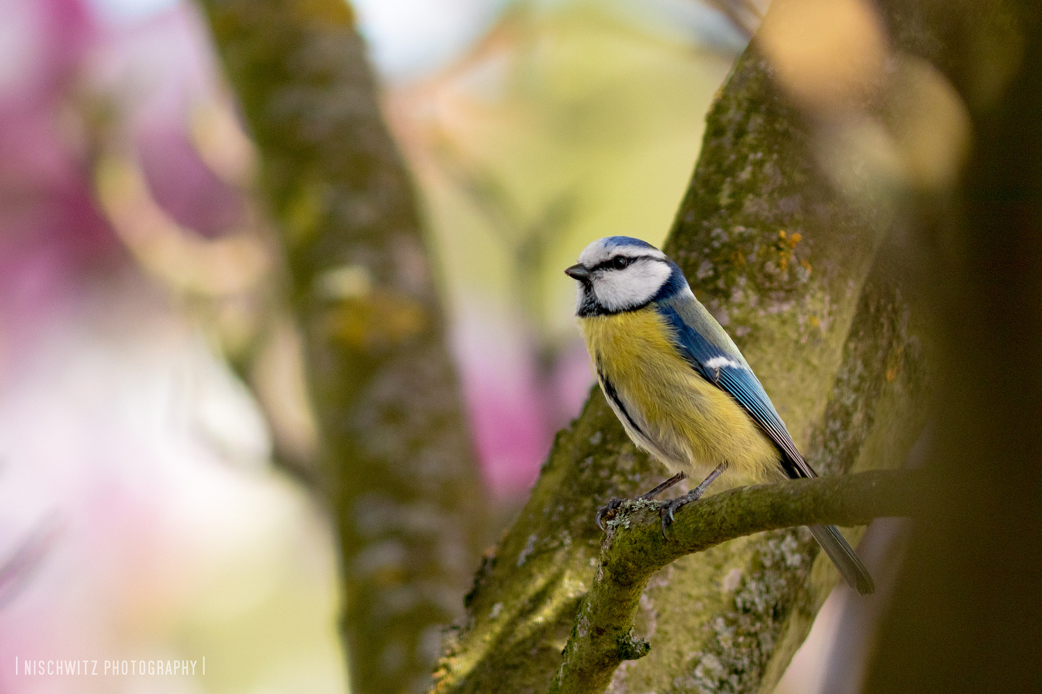Canon EOS 80D + Canon EF 300mm F4L IS USM sample photo. View out photography