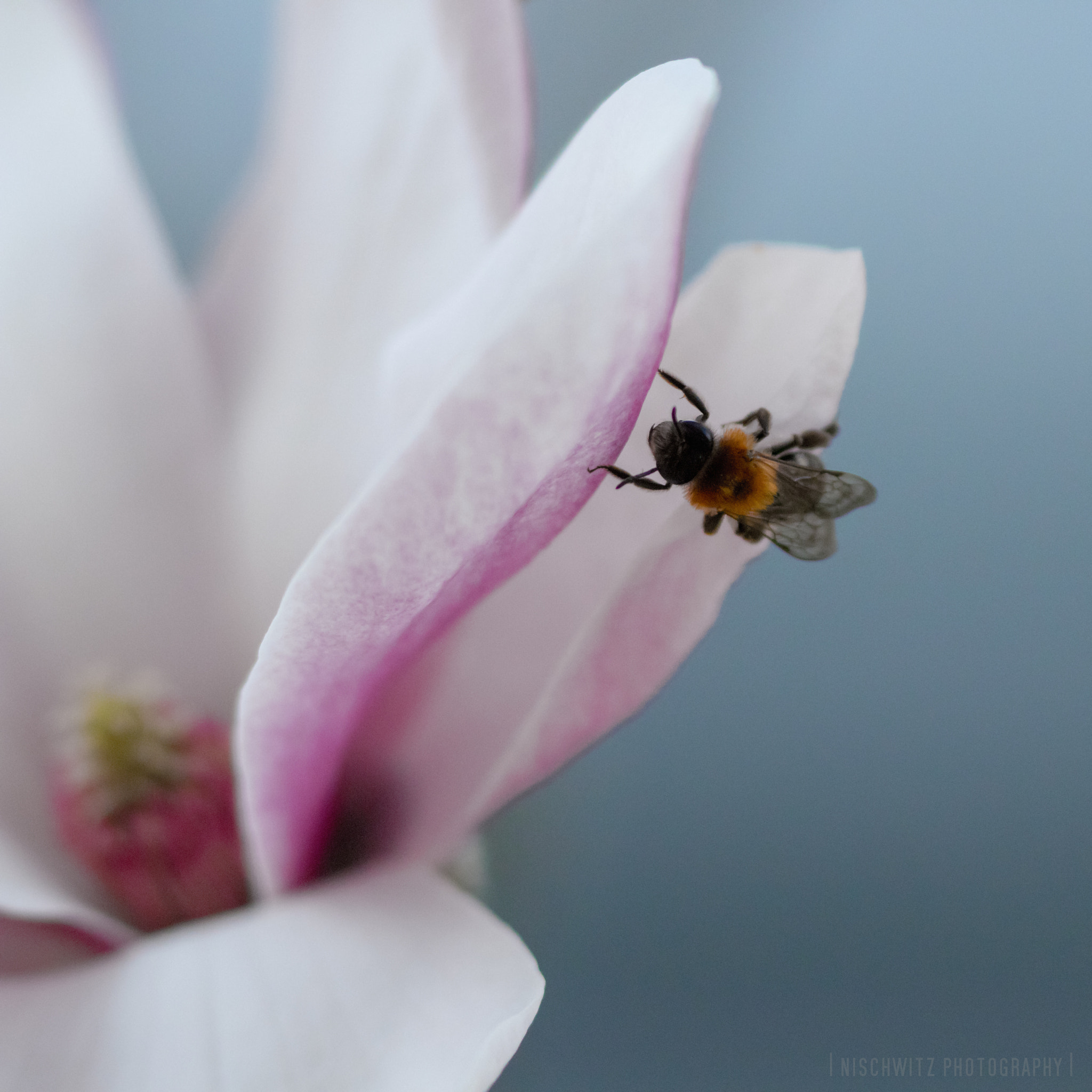 Canon EOS 80D + Canon EF 300mm F4L IS USM sample photo. Touching magnolia photography
