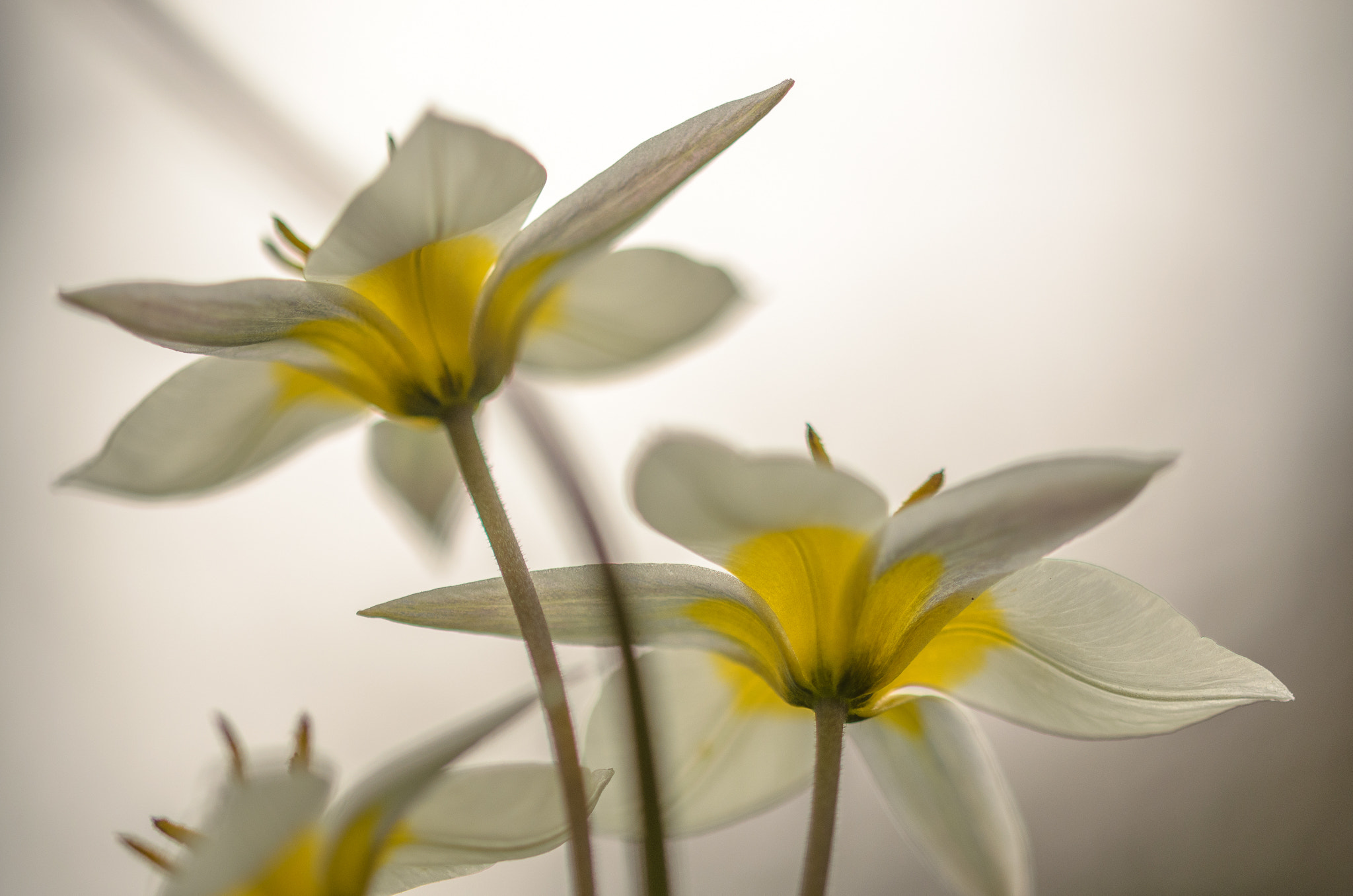 Sigma 105mm F2.8 EX DG OS HSM sample photo. Flowers photography