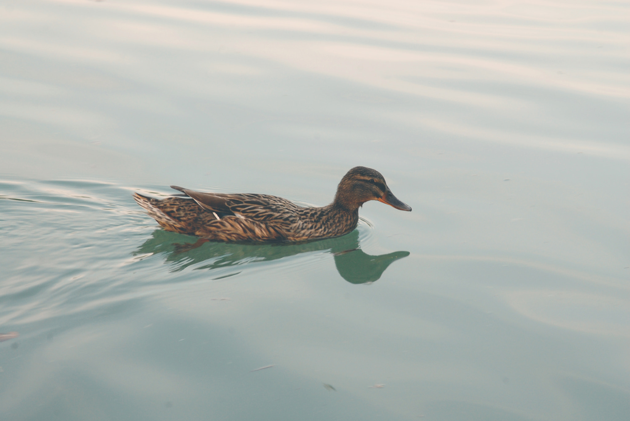 Nikon D200 sample photo. Do it like a duck photography