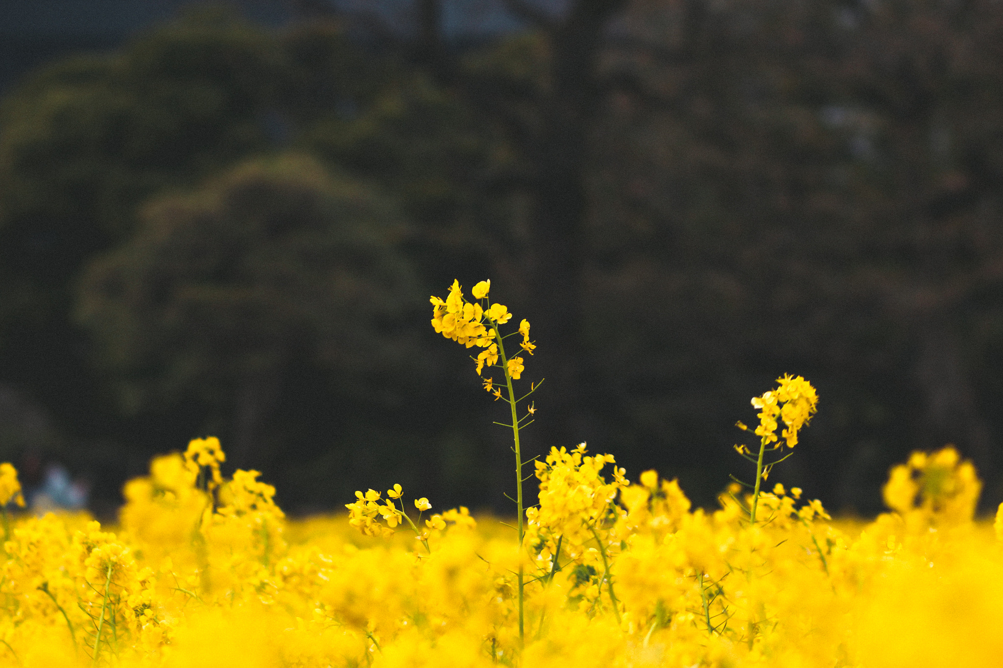 Canon EOS 60D + Canon EF 85mm F1.8 USM sample photo. Strive photography