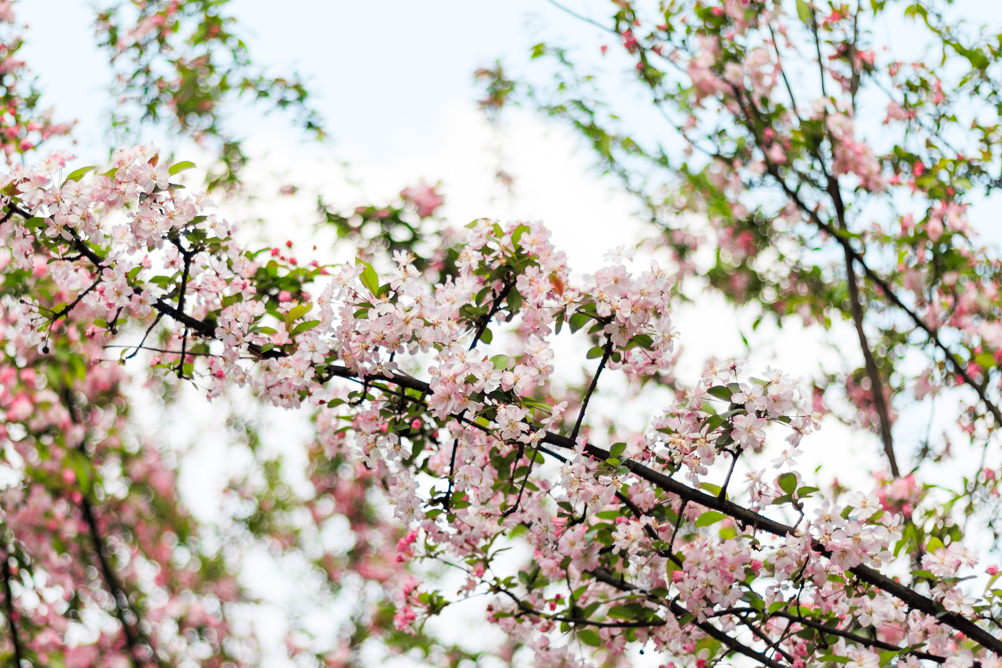 Canon EOS 750D (EOS Rebel T6i / EOS Kiss X8i) + Canon EF 50mm F1.8 II sample photo. Flower photography