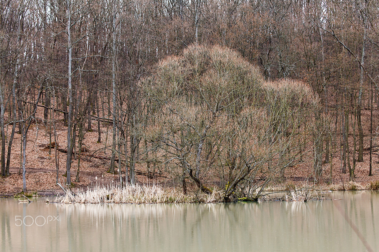 Tamron SP 35mm F1.8 Di VC USD sample photo. Erdő () photography