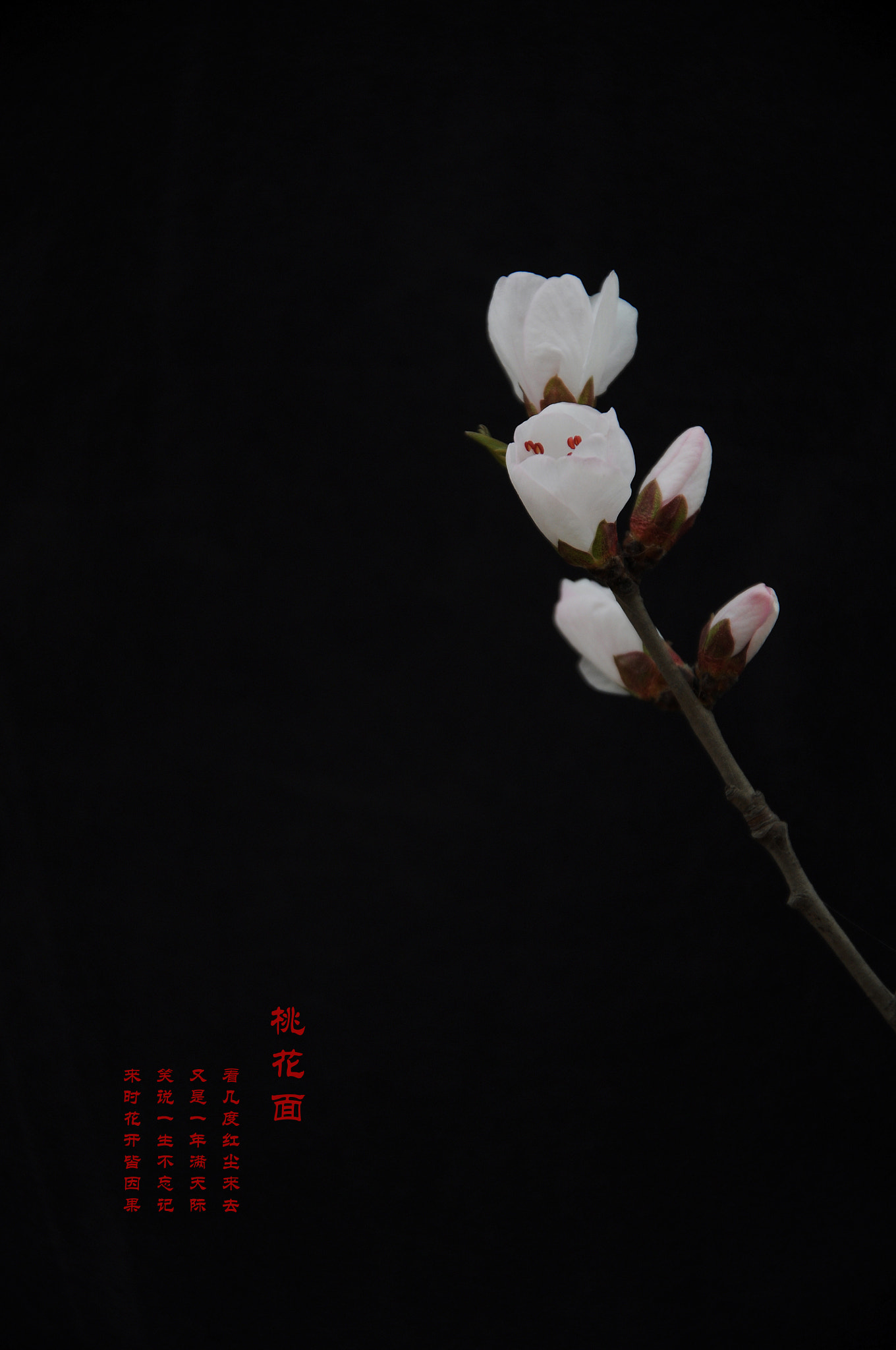 Nikon D5000 sample photo
