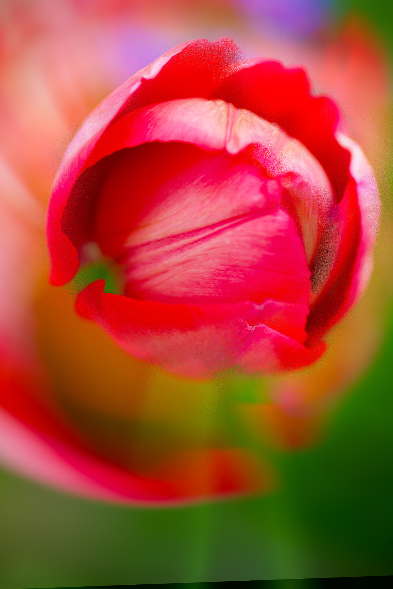 Canon EF 100mm F2.8 Macro USM sample photo
