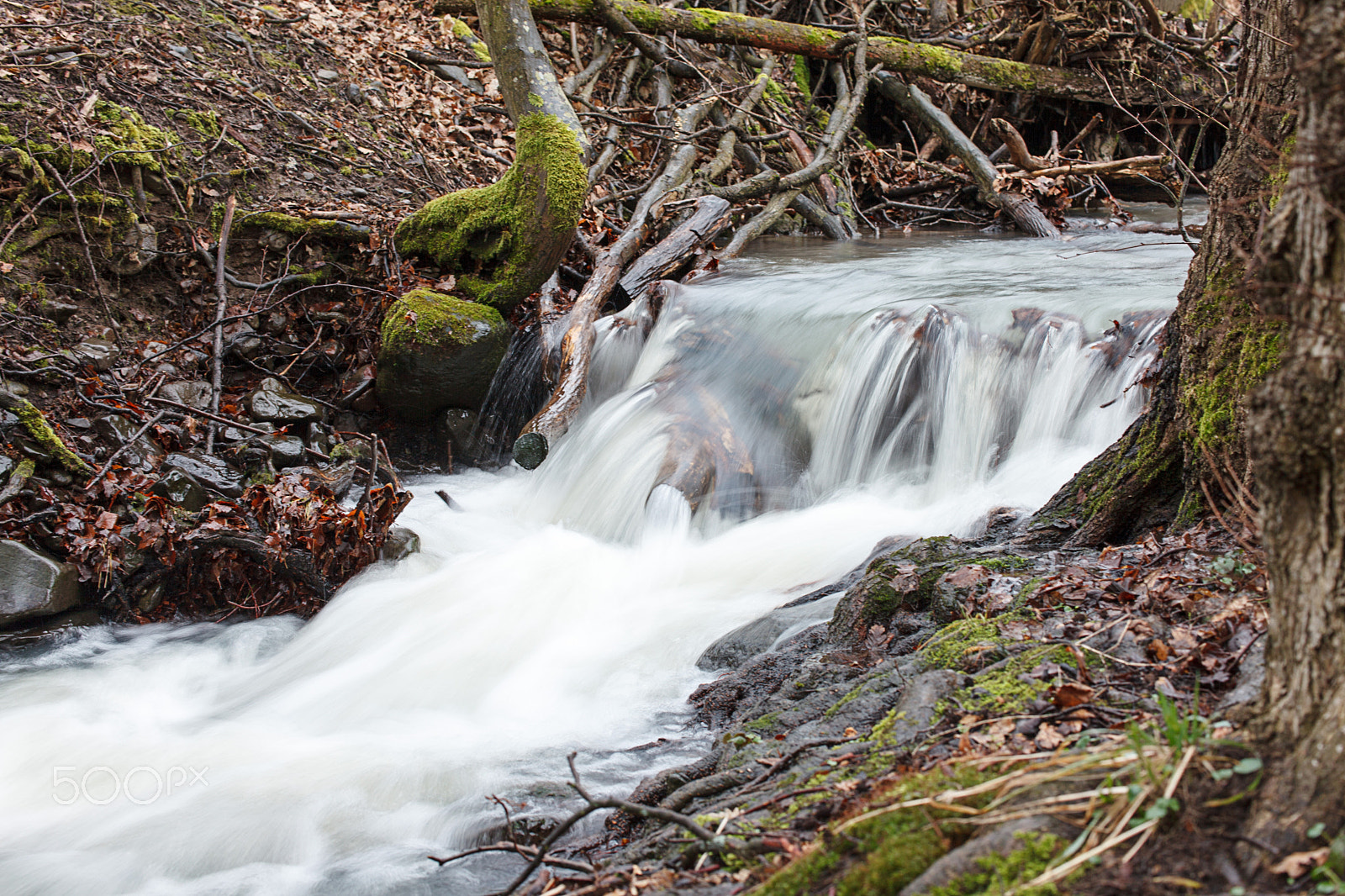 Canon EOS 5D Mark II + Tamron SP 35mm F1.8 Di VC USD sample photo. Erdő () photography