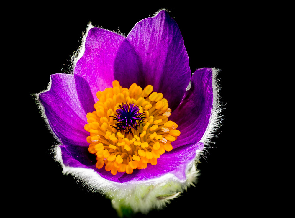 Sony Cyber-shot DSC-RX1 sample photo. Pulsatilla photography