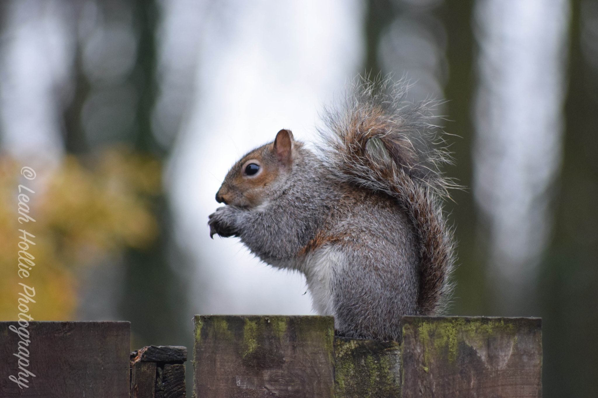 Sigma 70-300mm F4-5.6 APO DG Macro sample photo. Squirrel photography