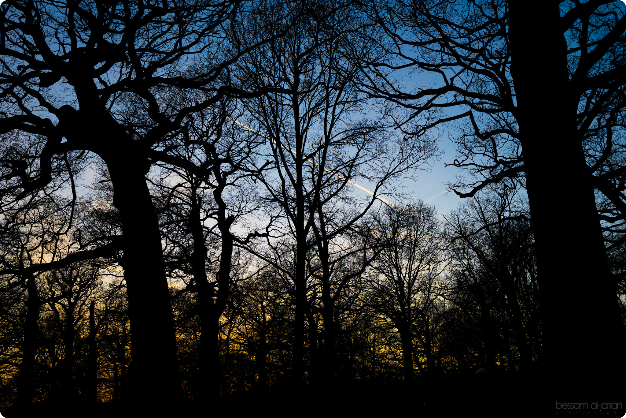 Sony a7R II + Sony Vario-Tessar T* FE 16-35mm F4 ZA OSS sample photo. Forest silhouette photography