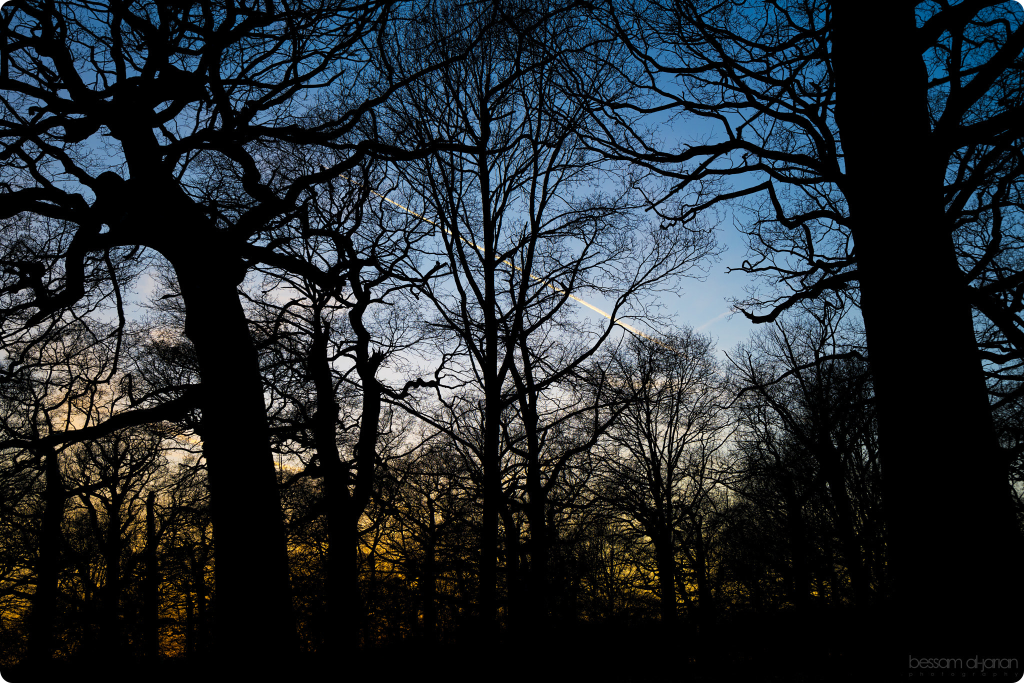 Sony a7R II sample photo. Forest silhouette photography