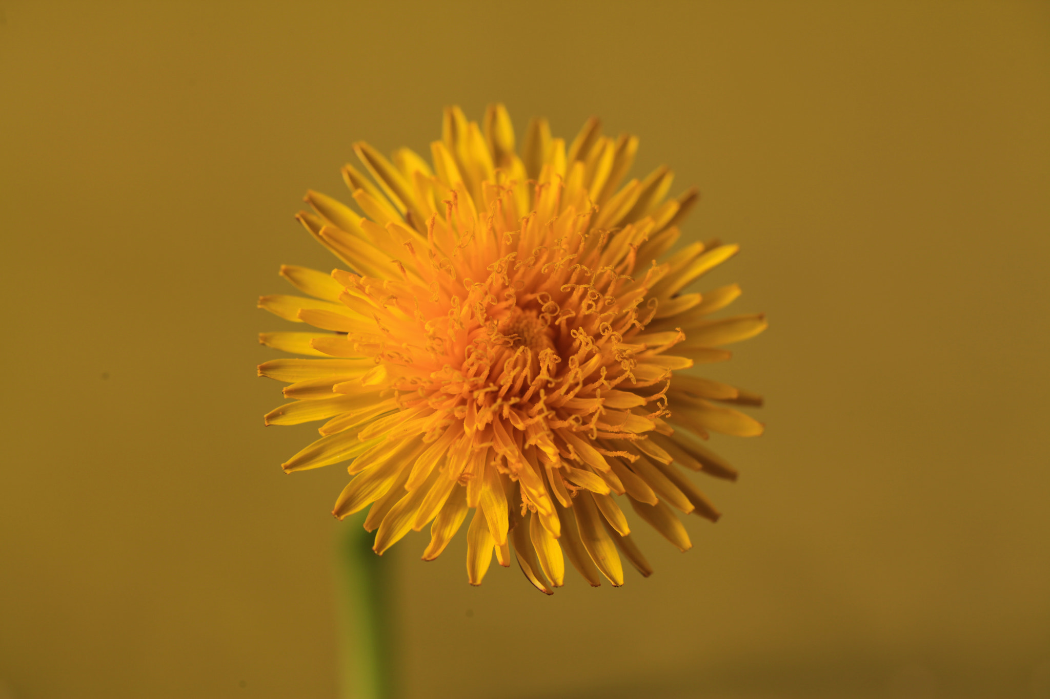 Canon EF 100mm F2.8L Macro IS USM sample photo. Yellow flower photography