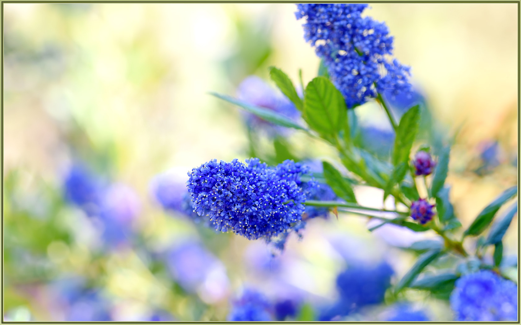 Sigma 105mm F2.8 EX DG OS HSM sample photo. Wildflowers in the shade photography