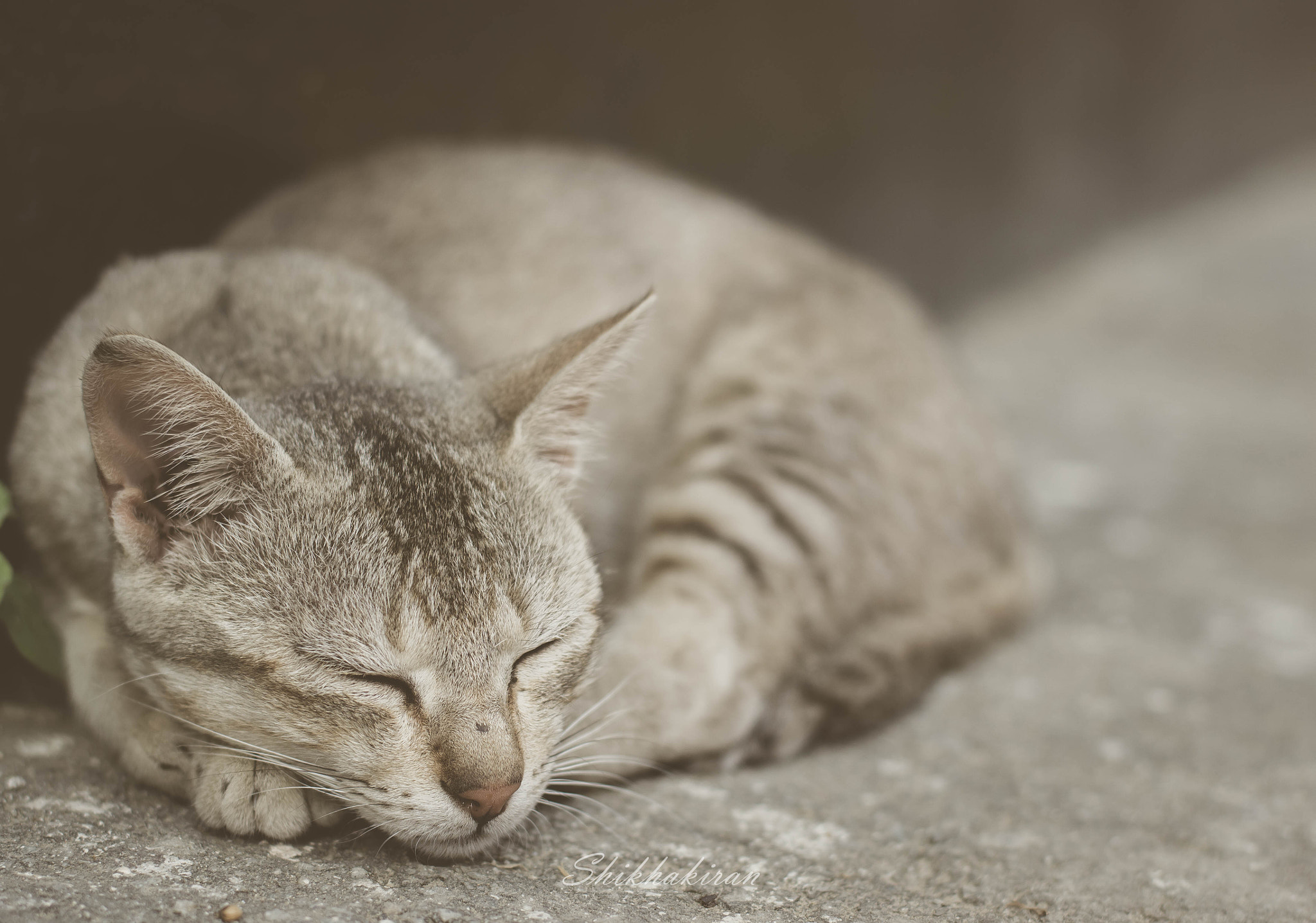 Nikon D3100 + Nikon AF-S Nikkor 50mm F1.8G sample photo. Sleeping beauty photography