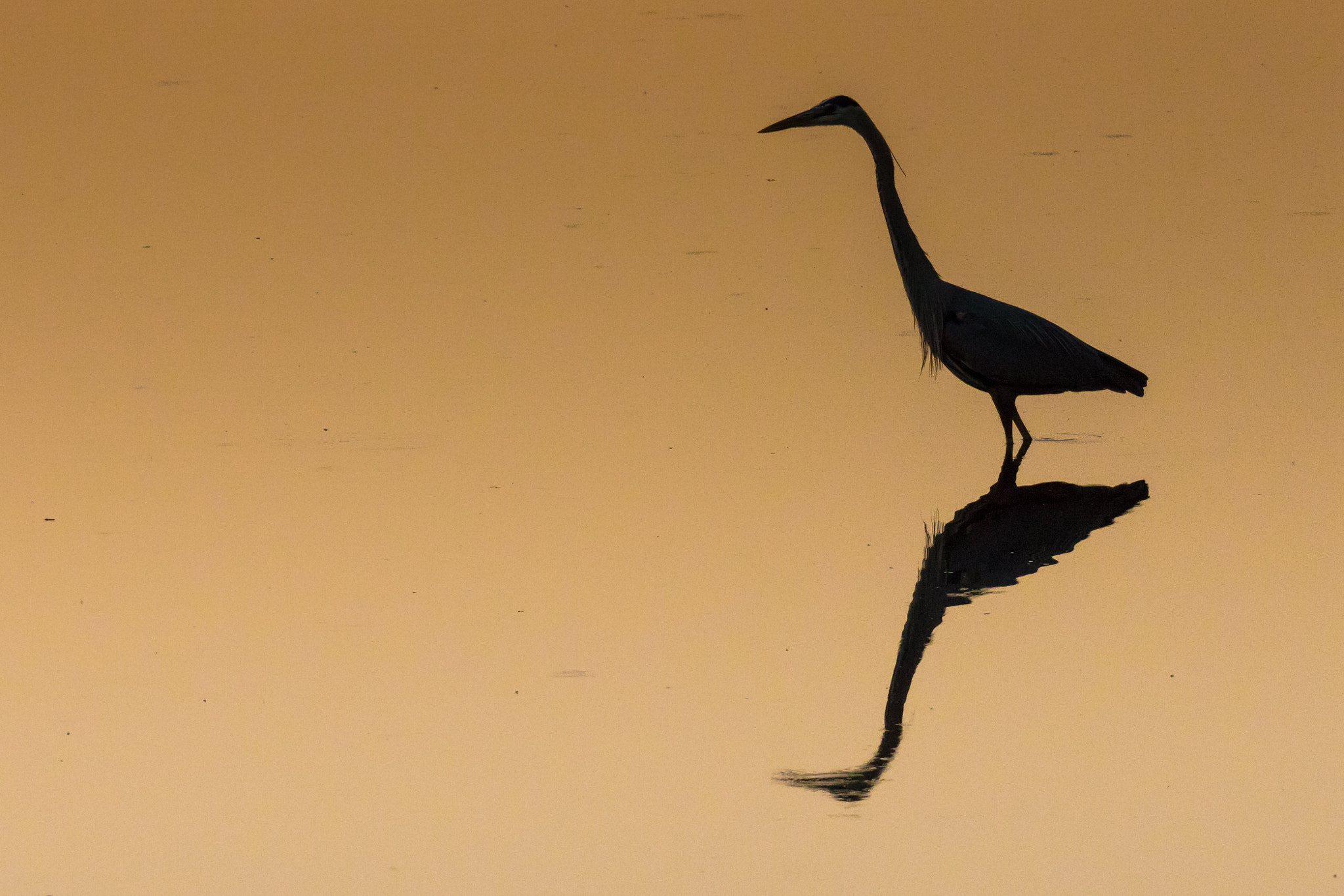 Canon EOS 5DS R sample photo. Great blue heron scouting fish photography