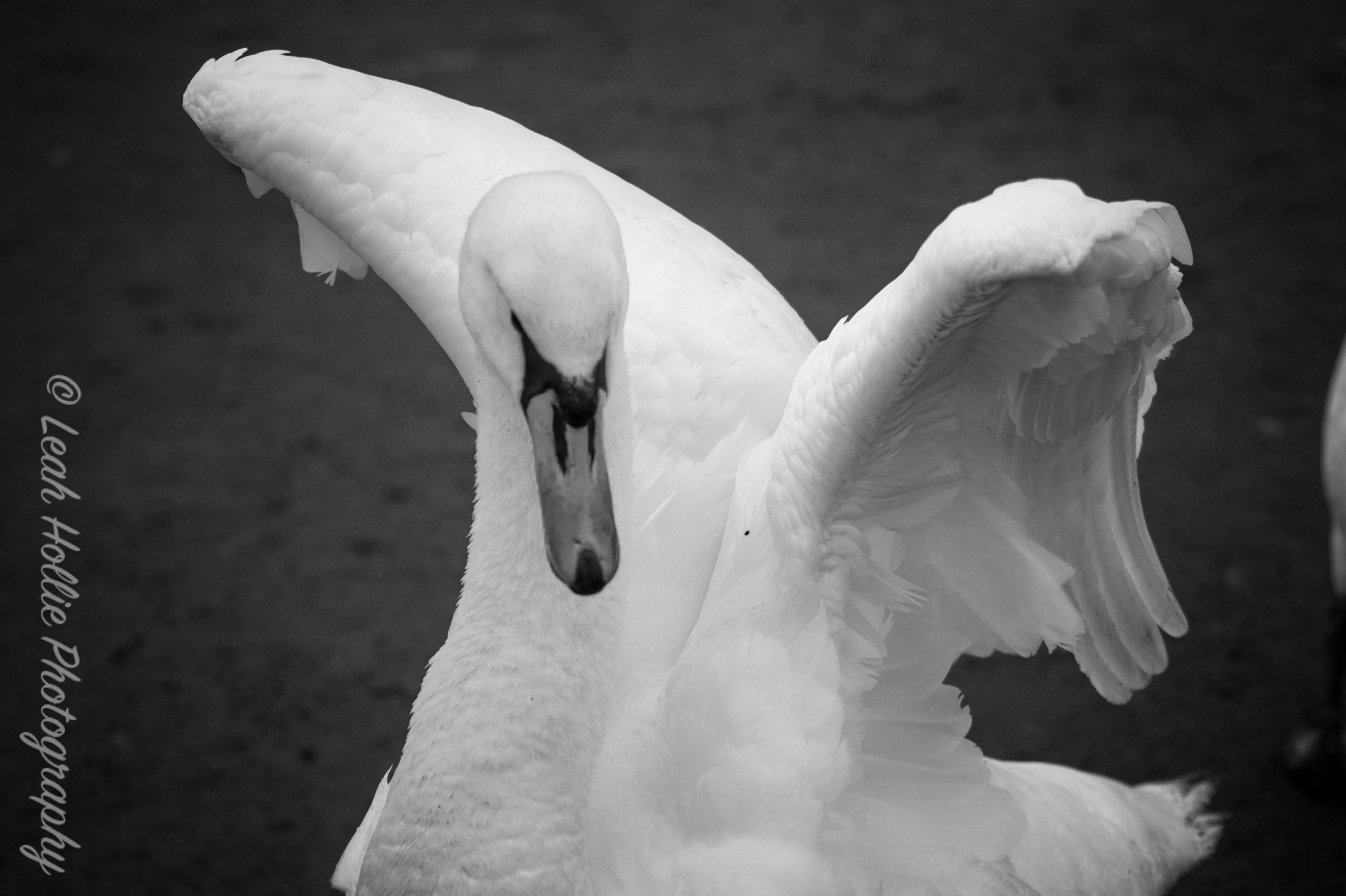 Nikon D3300 + Sigma 70-300mm F4-5.6 APO DG Macro sample photo. Swan wings photography