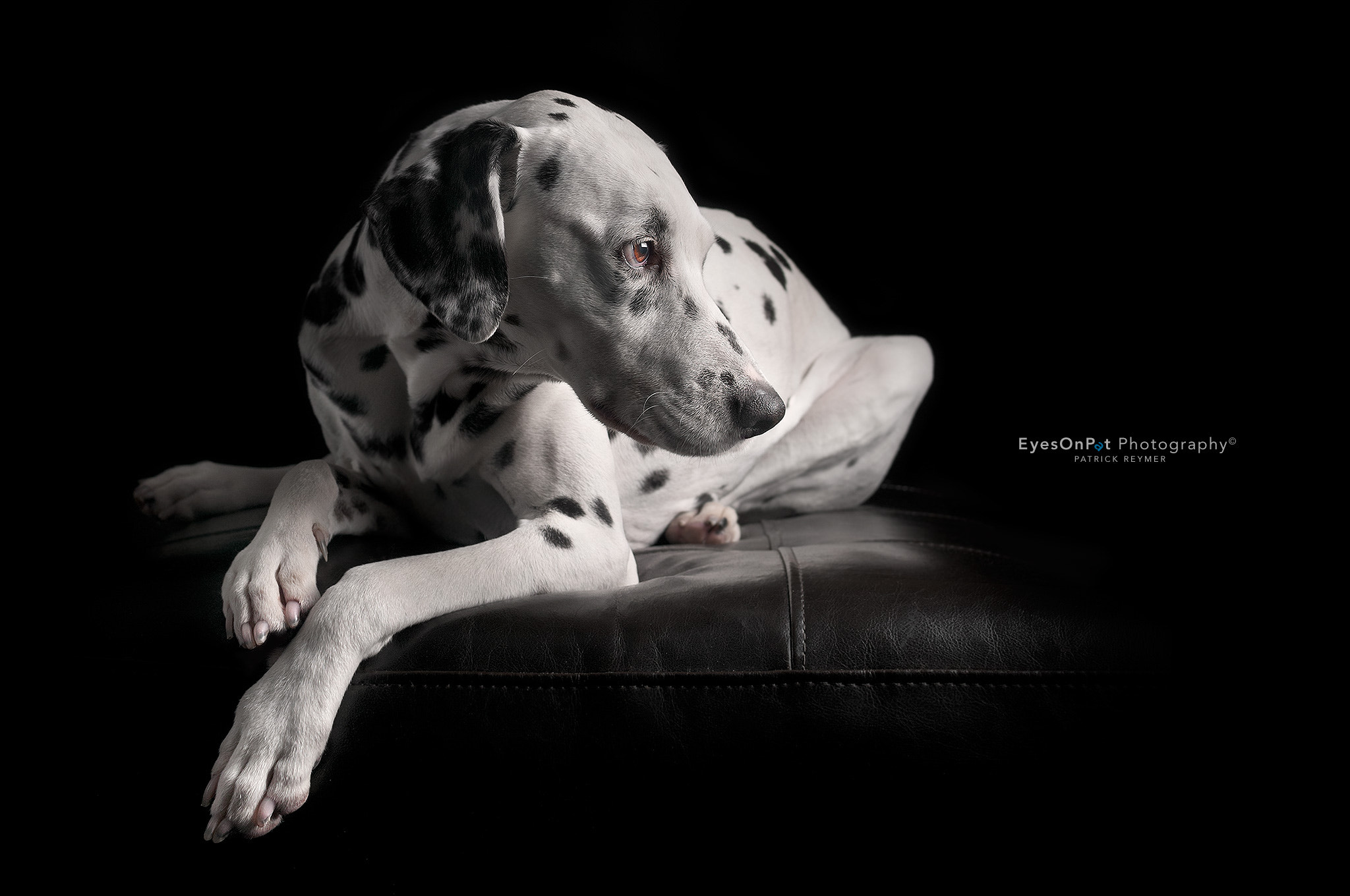 Nikon D300 sample photo. Dalmatian kiki photography